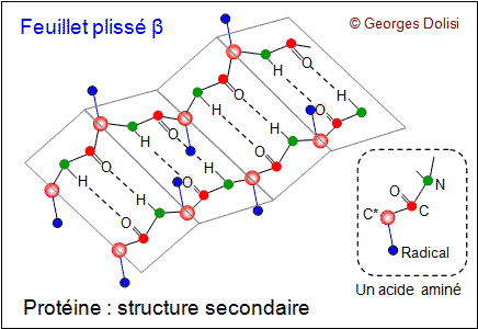 La soie est composé de protéines : leur agencement dans l'espace détermine ses caractéristiques. Certaines sont dites en feuillets bêta (image 1) ce qui assure une bonne solidité et d'autres sont en hélices alpha (image 2) ce qui garantit l'élasticité !