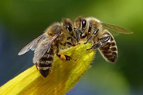 apimondia's tweet photo. Happy #FriendshipDay!

🐝🐝 https://t.co/xEPwuT5g5s