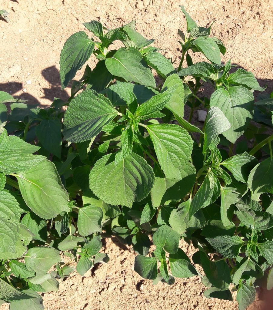 Vous connaissez le #chia #salvia #hispanica famille de la sauge