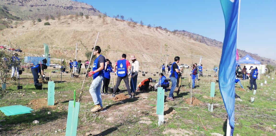 Redmunicc's tweet photo. Es un gran hito para Quilicura, 5 Ha de bosque urbano, un trabajo de recuperación de espacios públicos en  conjunto con Google y Fundación Cultiva vía compensación ambiental...más de 1000 árboles nativos...Plantación participativa en @muniquilicura @Redmunicc https://t.co/ET0zlUmceL