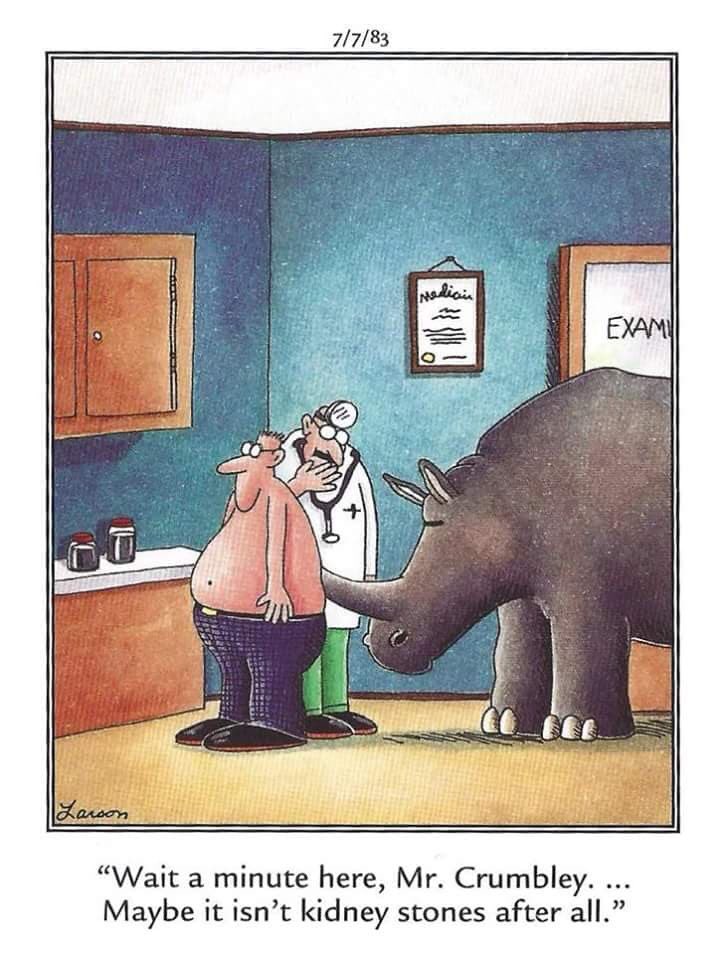 The Far Side on Twitter "Rhino Stones? 🤣🤣🤣