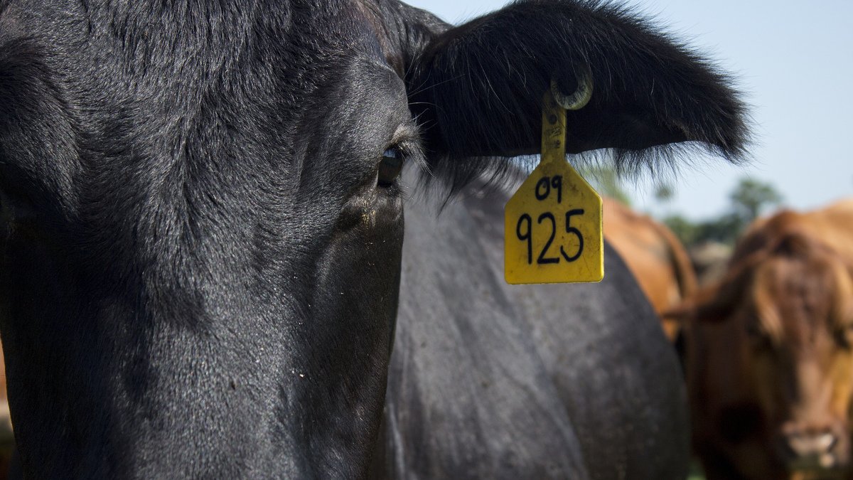 Alltech's tweet image. “We have shrunk the carbon footprint of the dairy industry by two-thirds in the United States between 1950 and today.” @GHGGuru discusses the realities of agriculture’s impact on the environment and how producers should tell their story. #PlanetofPlenty

alltech.com/features-podca…