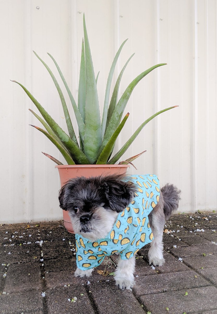 DogsPete's tweet photo. @firstdogsSB
When a blind dog tries to give you side-eye for dressing her in something clearly not bespoke. #oneeyedontcare #dogsofTwitter #DogsforPete #monoclesforallbitches https://t.co/PhAigO4ZtA