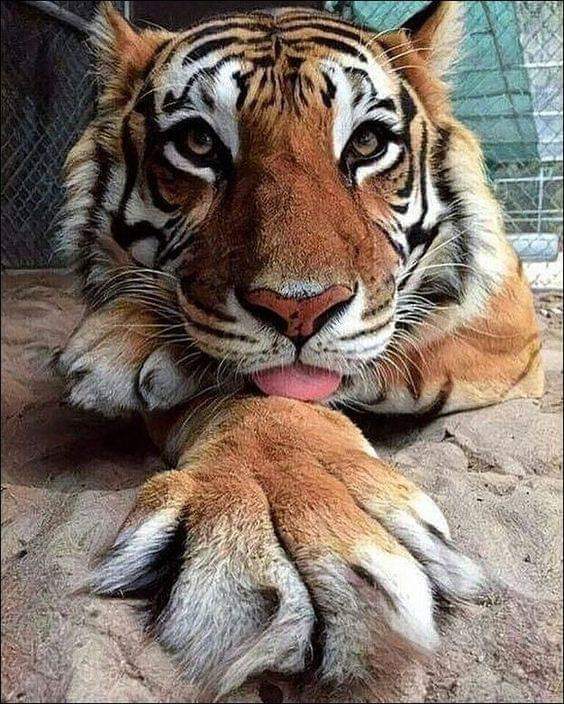 titekriss's tweet photo. 💛🧡💛🧡 https://t.co/J21qQO4Bba