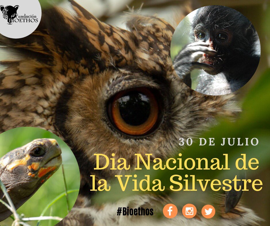 bioethoscol's tweet photo. Silvestre, palabra que viene del latín para referirse a algo que es “propio de la selva”. Que sea un día para recordarnos libres y selváticos. #dianacionaldelavidasilvestre #bioethos
📸: Instagram: @jaguartista y @by_hlemo https://t.co/7ResHCYDFD