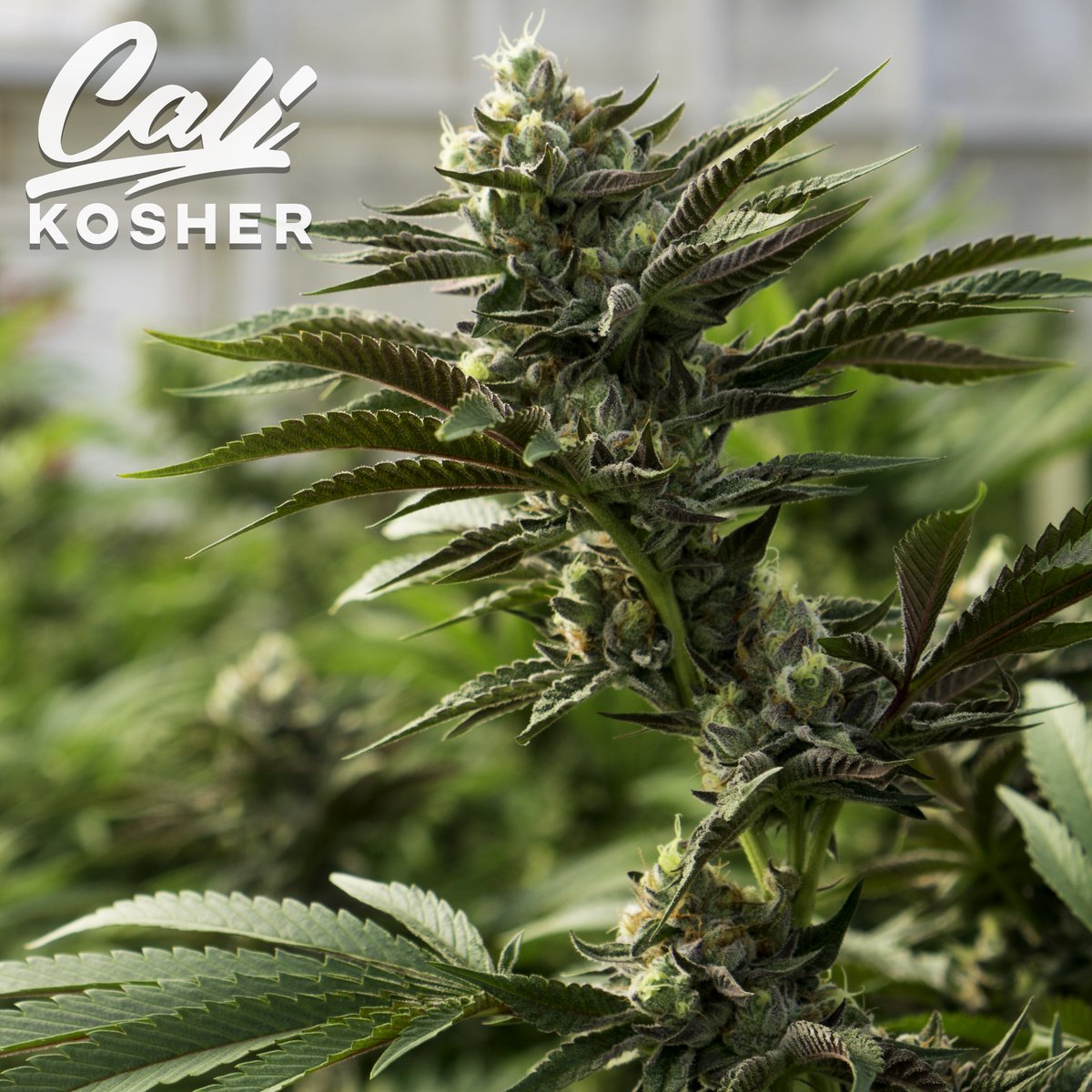 cali_kosher's tweet photo. “Discipline is the bridge between goals and accomplishment.” Rise and grind!💯🔑🏆🥇#justdoit #calikosher #teamwork #awardwinning #cannabis #marijuana #weed #hightimes https://t.co/Du8rrz2ppj