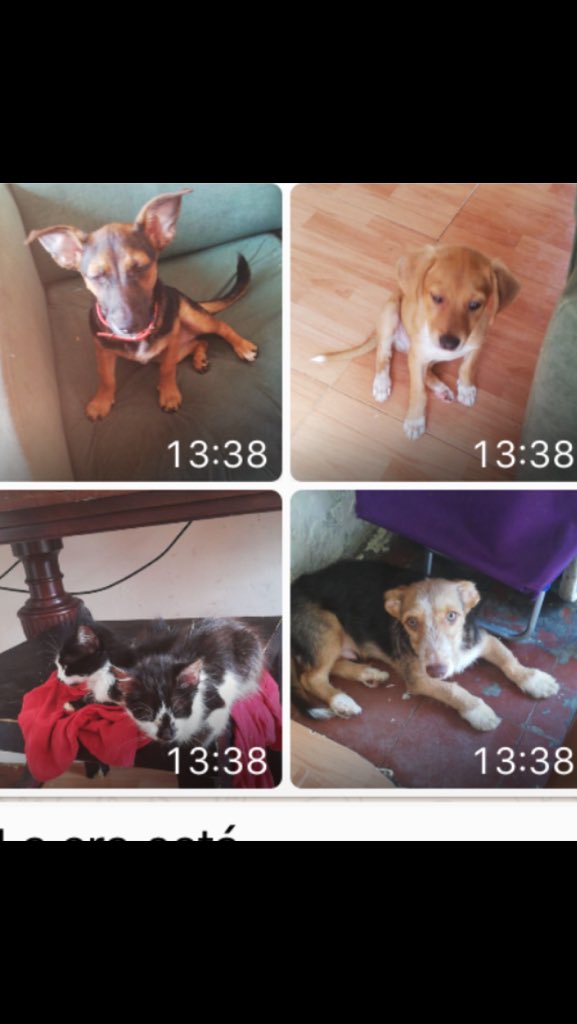 lourdes56121094's tweet photo. #CÁDIZ SAN FERNANDO. La dueña tiene serios problemas Es urgente quitarlos de donde están. Son 4 perros y 2 gatitos. @DesventurasCleo @NMAJerez @FelinaJerez @planetazarpa @psiemprecontigo @CadizProtectora @Aso_GatoPerro @AsosaArcos @BrigadaGatuna @silviaromera1 @eugenia2068 Cto 👇🏼 https://t.co/61RyeQdh99