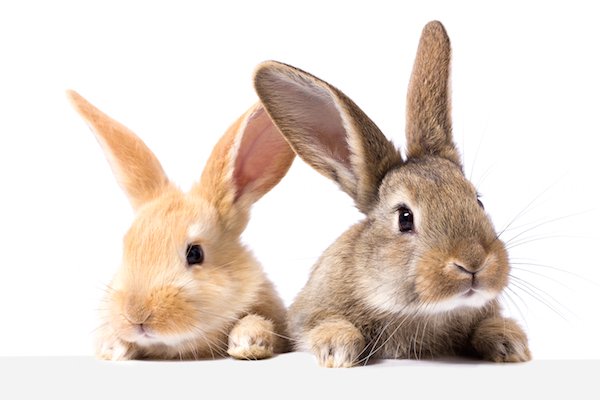 #Tips para alimentar a un #conejo

#TipsMascotas #MascoTips #PetCare #Mascotas

tipsmascotas.com/tips-para-alim…