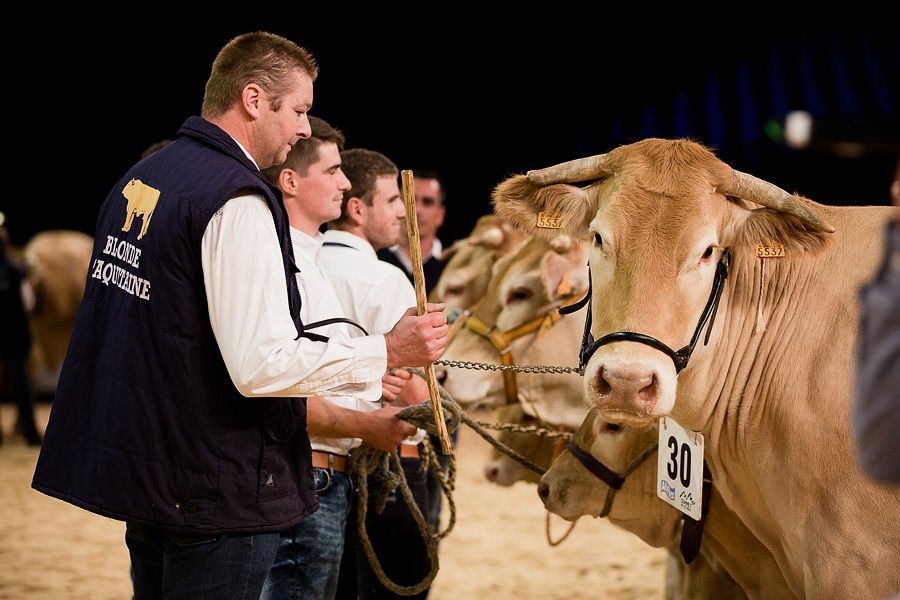 SommetElevage's tweet photo. #Charolaise, #Limousine, #Gasconne, #Parthenaise ... : 750 #bovins viande seront présents sur le Sommet 2019. Dont 400 Blondes d’Aquitaine venues de toute la France pour le concours national. #blondedaquitaine #sommetelevage 
Photo : Alice Bertrand https://t.co/30kzTSdDdX