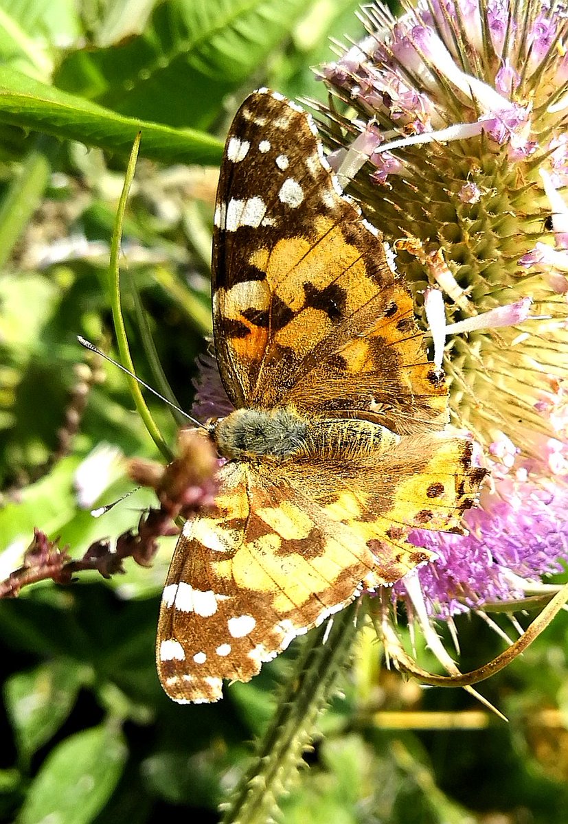 tom and 20 others tweet media