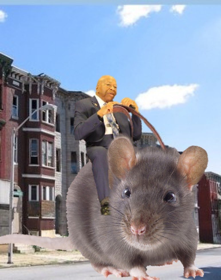 Image result for rat