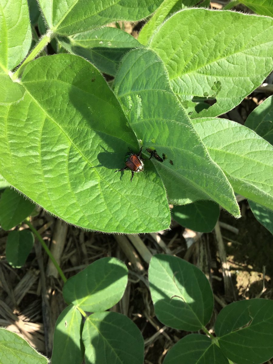 HelenaAgOh's tweet photo. It’s that time of the year again to be seeing Japanese Beetle feeding in our crops. Remember, for soybeans past the R1 stage (flowering), threshold levels are 20% leaf defoliation. Consider applying an insecticide if your plants reach these levels to help preserve plant health. https://t.co/5IDdMflS1E
