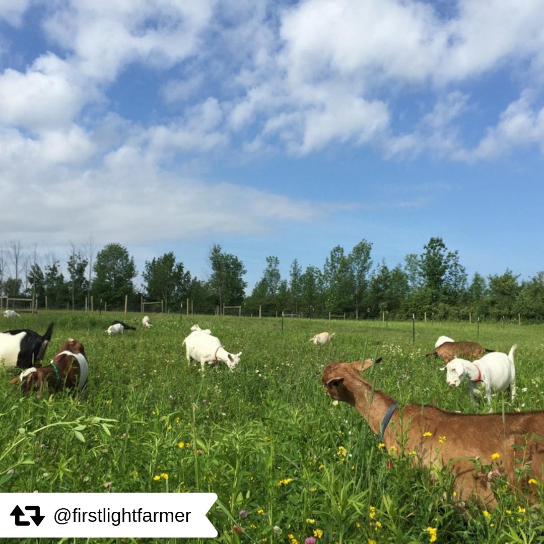 phrank_ly's tweet photo. @FlourCityBread is committed to using the best ingredients possible, and always ensures that their ingredients are organic and non-GMO. Their organic flour comes from a family-owned mill near Lake Champlain, and their dairy farms are located in East Bethany and Upper Jay, NY. https://t.co/74TTfMbYji