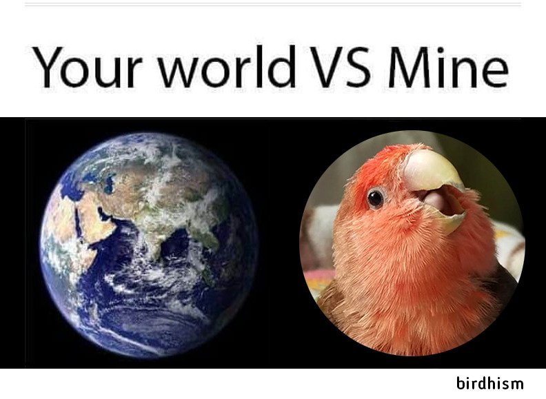 PetCare247's tweet photo. Your world vs mine. #birdobssesion #parrotlove #birdlife https://t.co/IHdway3Tis