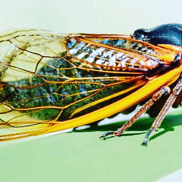 PranavShanker's tweet photo. #waking up to the #deafening #screeching of #cicadas in #Tokyo #japan. Miss my #peaceful #morning #coffee. Good points #summers are finally here (44 hrs of #sunlight in #July since records began in 1928) no need for #alarm https://t.co/PaH0tP6gow
