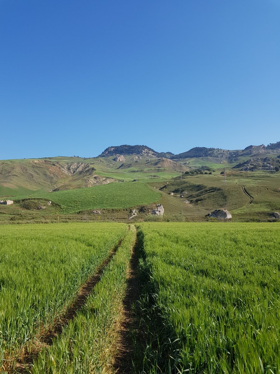 FedesMood's tweet photo. Magna Via Francigena (Sicilia)__Cammino da Palermo ad Agrigento 🎒 (apr 2018)
-Percorso da Sutera a Grotte

#magnaviafrancigena #sicilia #camminoinsicilia #pilgrimage #backpacking #hiking #adventure #nature #landscape https://t.co/ZYomtU5mgX