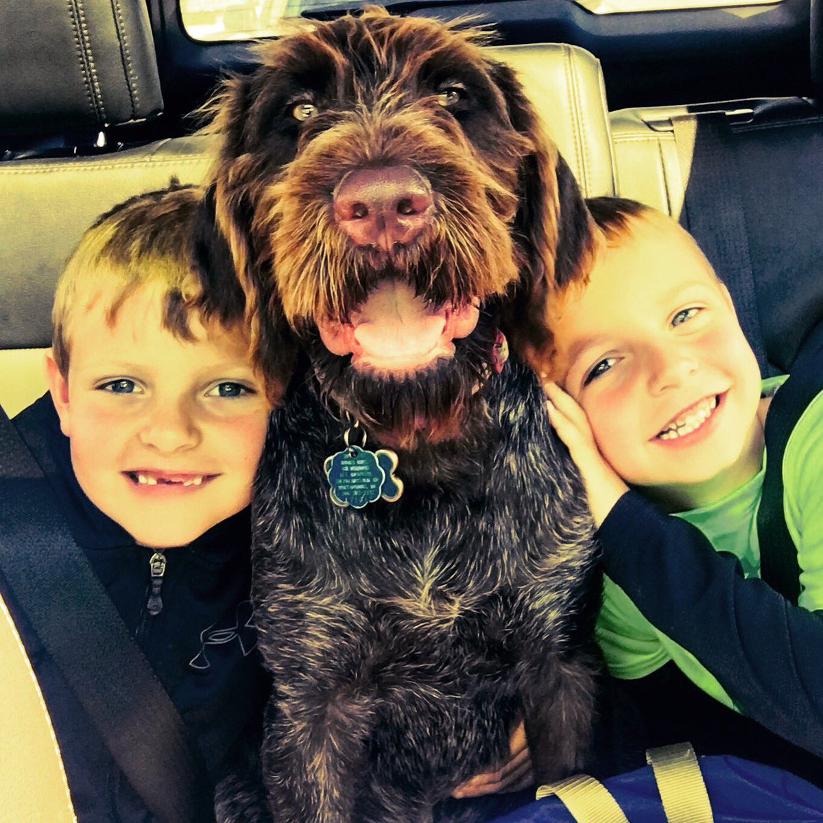 usapples's tweet photo. Today’s #DogDaysOfSummer #apple orchard pups are from The Appalachian Orchard Co. in WV. Old Man Otto, a 13-year old #GermanShorthairedPointer & his two brothers Laufer & Echo, both #GermanWirehairedPointers. #farmer #agriculture #farmdog #dogsofinsta #DogsofTwittter https://t.co/XFGxN7iXX5