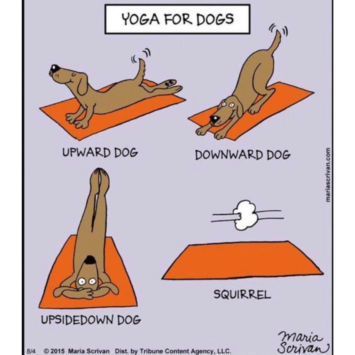 Yoga for dogs 🐕 #YogaMeme #PicOfTheDay #CouplesWorkout #CouplesYoga #CouplesGoals #Sexycises #downwarddog #UpwardDog