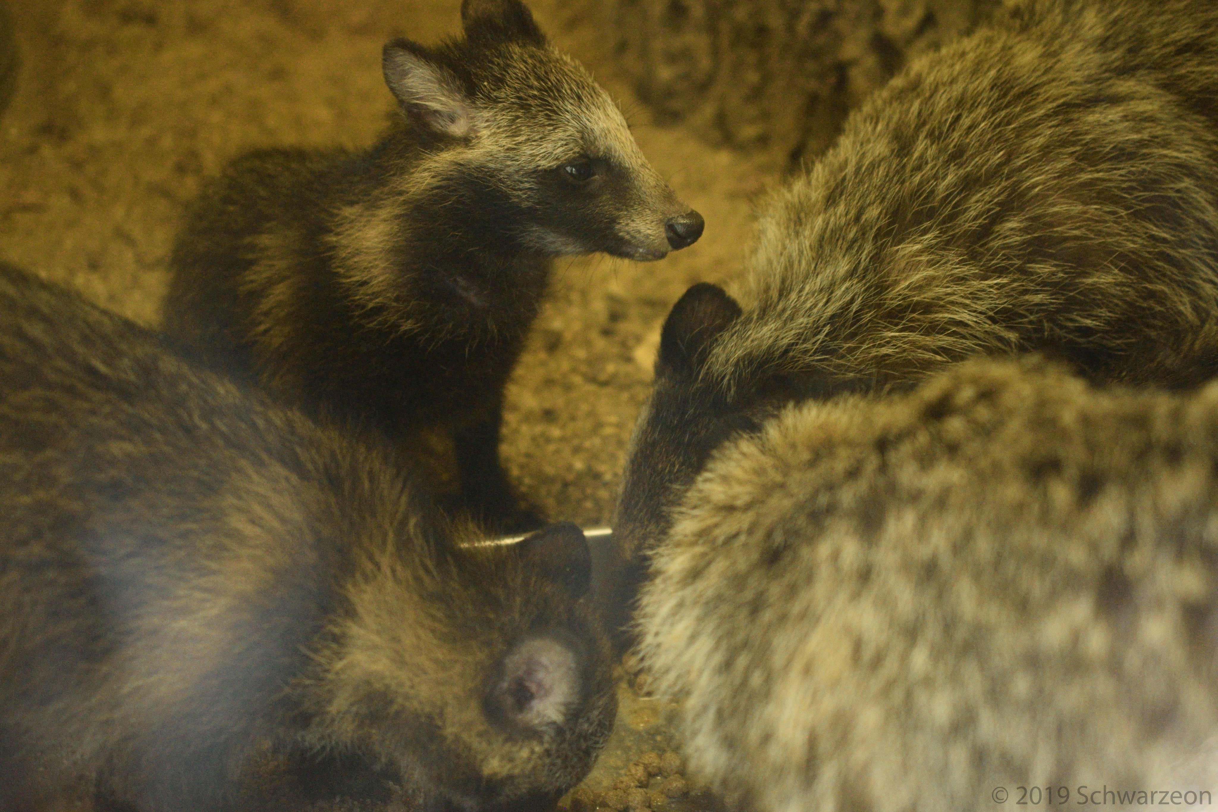 古より崇め奉られし神々のタヌキ Inisie Tanuki Twitter