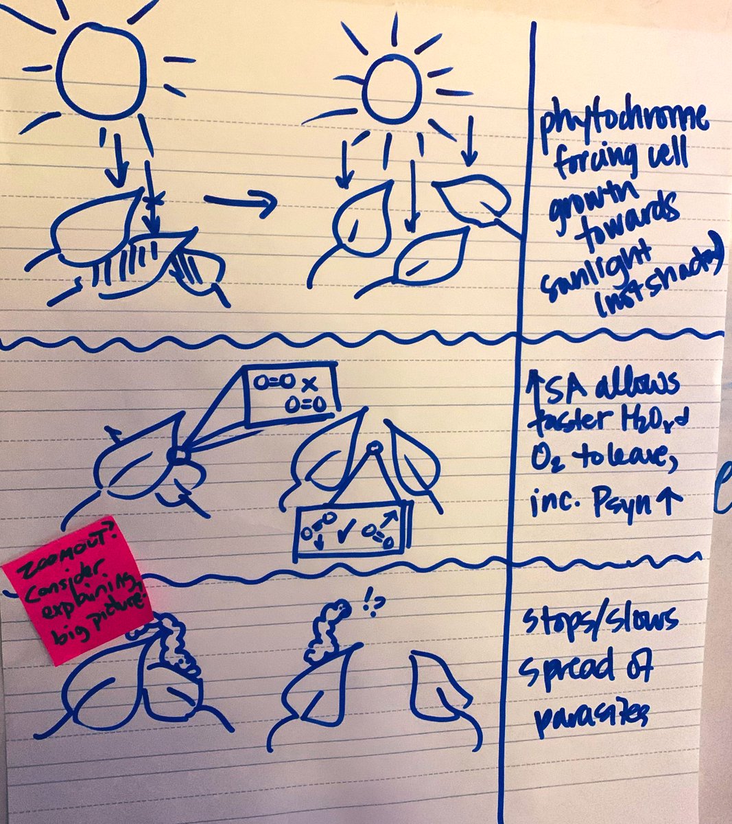 TheChemistryFox's tweet image. Great examples of the modeling from KCS teachers based on the “crown shyness” phenomenon in the “Making Thinking Visible Through Learning” session today.

Revision of models was important &amp;amp; it followed scientific discussion wt defense of ideas. #KCSScience2020