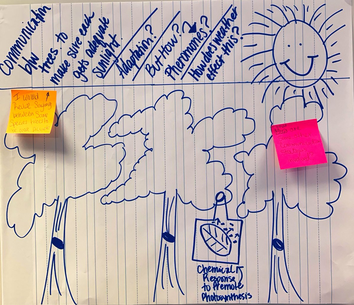 TheChemistryFox's tweet image. Great examples of the modeling from KCS teachers based on the “crown shyness” phenomenon in the “Making Thinking Visible Through Learning” session today.

Revision of models was important &amp;amp; it followed scientific discussion wt defense of ideas. #KCSScience2020