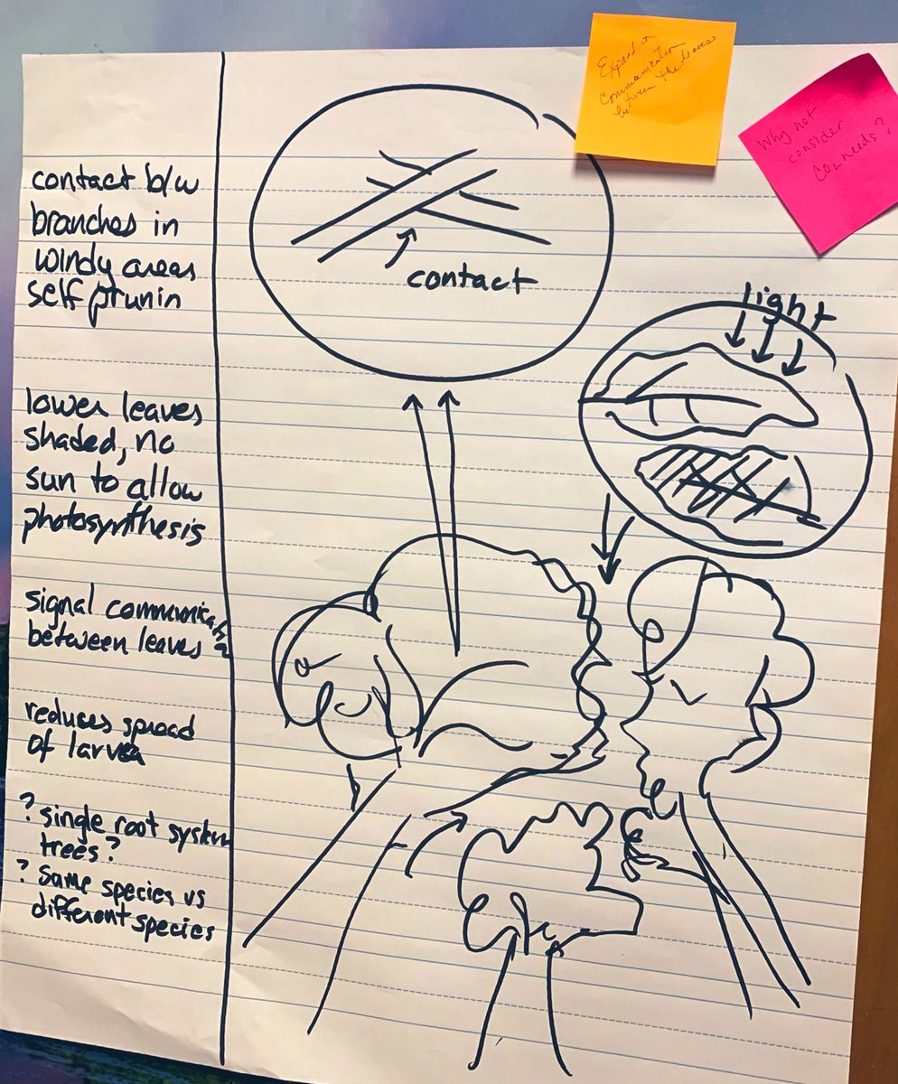 TheChemistryFox's tweet image. Great examples of the modeling from KCS teachers based on the “crown shyness” phenomenon in the “Making Thinking Visible Through Learning” session today.

Revision of models was important &amp;amp; it followed scientific discussion wt defense of ideas. #KCSScience2020