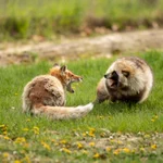 キタキツネとエゾタヌキのケンカ!戦うときにも個性が出てる!