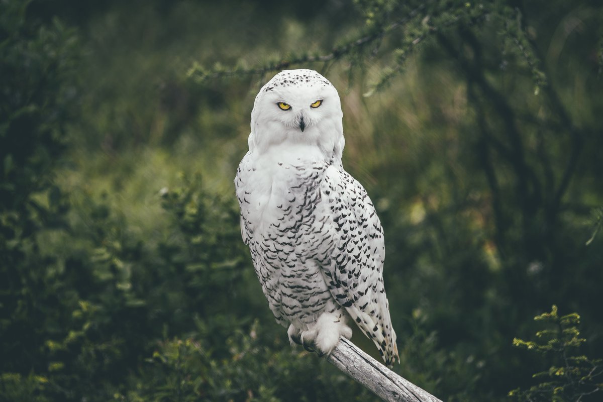 ExploreCanmore's tweet photo. Fun Facts:
Snowy Owls are diurnal, which means that unlike most other owls they are active and hunt during the day and night. 

The Harry Potter books by J. K. Rowling, and subsequent films of the same name, feature a female snowy owl named Hedwig. https://t.co/Xmzbo09Soj