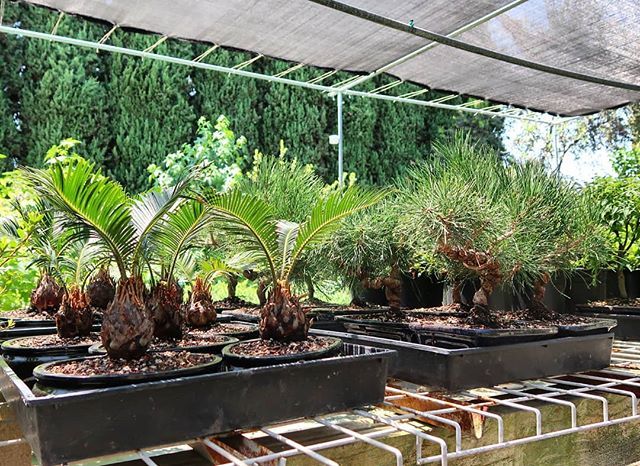 easternleaf's tweet photo. A lovely day at the nursery 🌞
#sagopalm #palm #blackpine #pines #trees #bonsaiinspiration #bonsaitree #bonsai #easternleaf #bonsaicollection #bonsaisofinstagram #summer #bonsaiclub #bonsaifamily #plantgoals #plantcollection #nature #garden #plantobs… https://t.co/K15xjgjBpB https://t.co/BNldV3yWWd