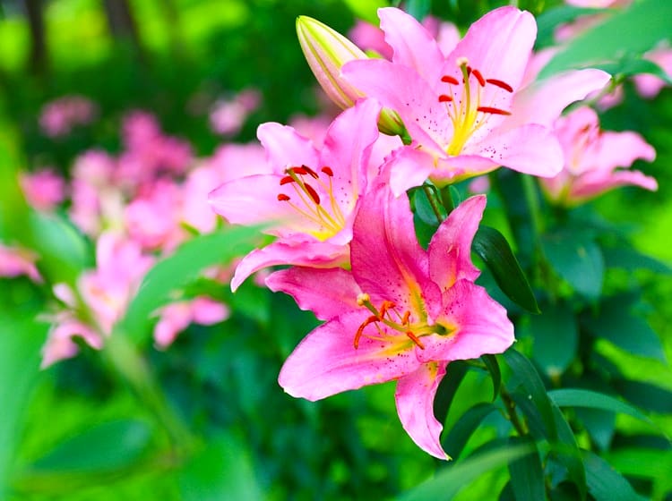 つーちゃん サカイユミコ 7月31日 水 Am4 47 Good Morning 誕生花 7 31 ユリ ル レーブ ピンク色 花言葉 貴重な 誕生花 花言葉 ゆりピンク色 ルレーブ T Co Dfjsdpeul5 Twitter