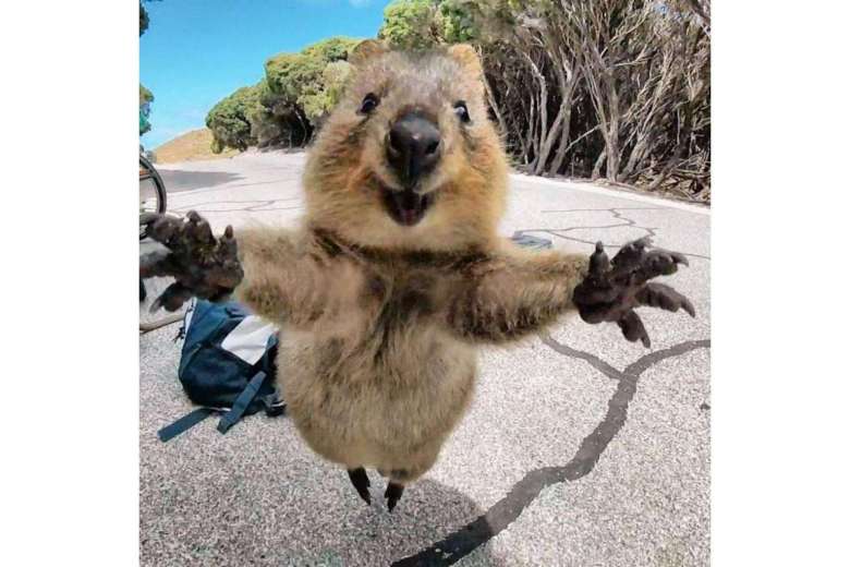 CBX_toSaturn's tweet photo. Why do i remember jun seeing this animal 
#MGMAVOTE #EXO @weareoneEXO https://t.co/sDEM9R8gBi