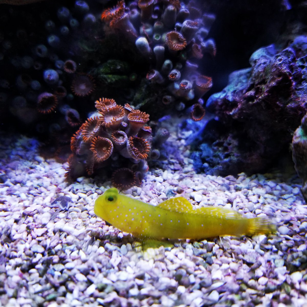 RickyRanchu's tweet photo. "It is hard to fail, but it is worse to never have tried to succeed." - Theodore Roosevelt #watchmangoby #goby #saltwatergardens #saltwaterhobby #saltwateraquarium #saltwater #reef #reeftanks #coralfrag #coral #aquarium #fishtanks #aquariumhobby #fishkeeper #fishhobby https://t.co/9fRsYhAIex