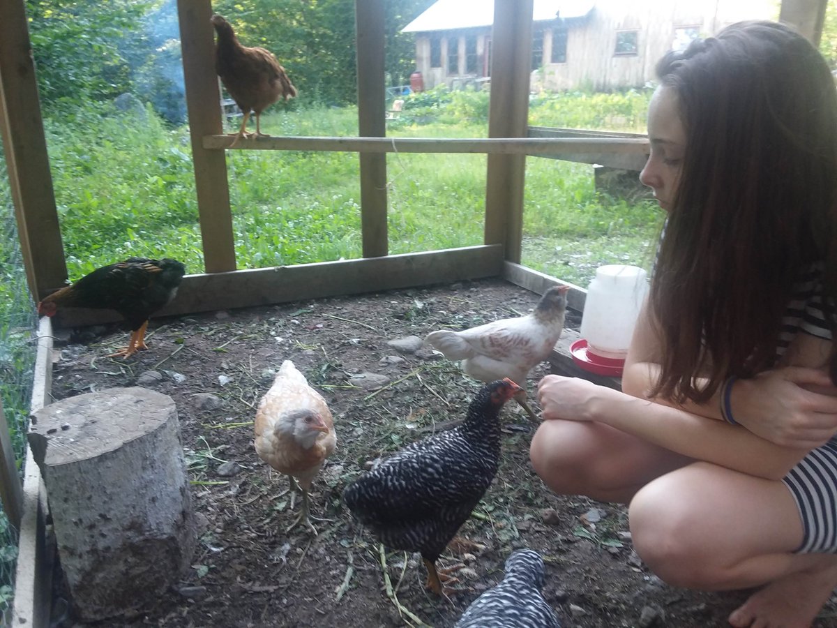 ResilientAmeric's tweet image. What does your resilience look like? Does it include...chickens? backyard or free range? We want to learn about YOUR ideas about resilience!