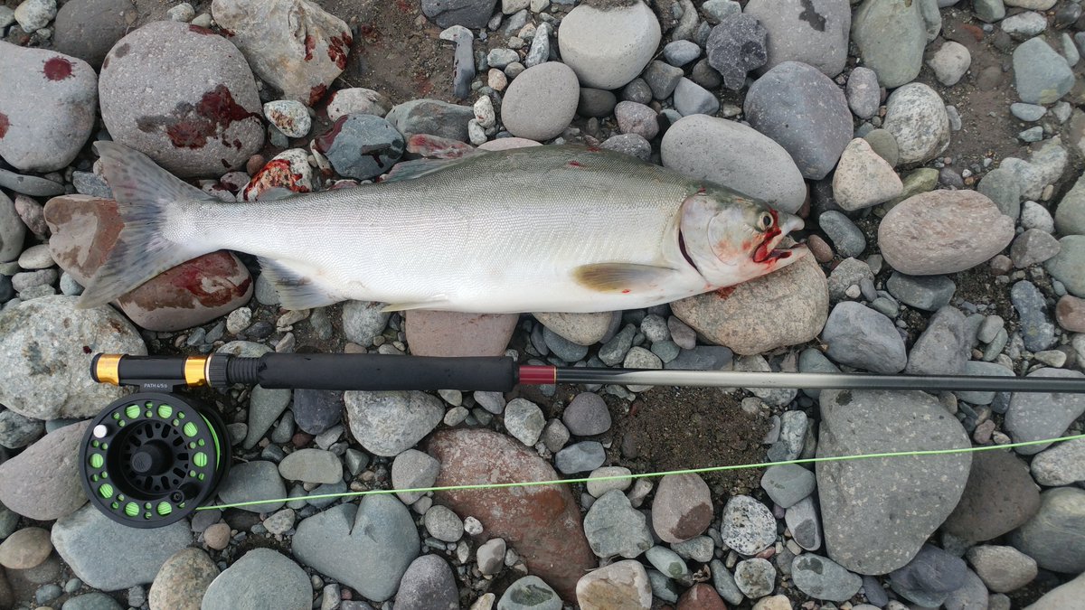 JoelWWood's tweet image. I caught one! #SquamishRiver #Humpy #FlyFishing #BirthdayFish