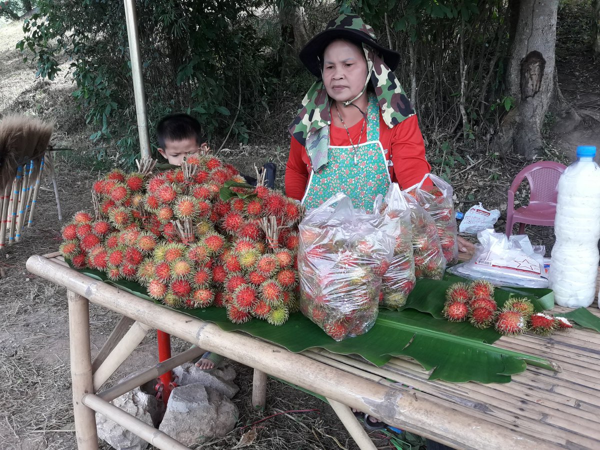 thong_thais's tweet image. #เงาะเมืองเลย
#บ้านภูสวรรค์
#ต.เสี้ยว อ.เมืองเลย
#ขายริมทางเลย-ภูเรือ