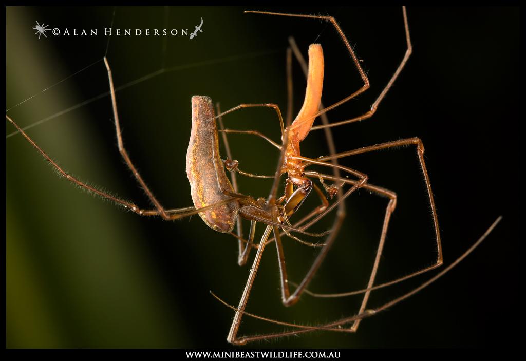 Les Tetragnatha ont de très grandes chélicères, et les mâles en profitent pour bloquer celles des femelles pendant l& #39;accouplement pour éviter toute mauvaise surprise. Ces araignées orbitèles aiment bien tisser au-dessus de nos mares et cours d& #39;eau.