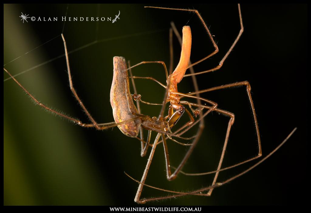 Les Tetragnatha ont de très grandes chélicères, et les mâles en profitent pour bloquer celles des femelles pendant l'accouplement pour éviter toute mauvaise surprise. Ces araignées orbitèles aiment bien tisser au-dessus de nos mares et cours d'eau.