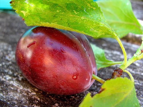 StudyCLI's tweet photo. 李子 lǐ zi = plum
吃李子能减肥吗?😳
.
.
Learn Chinese in China
https://t.co/vfy9QvtNlP
.
.
#LanguageLearning #DiscoverChina #Chinese #ChineseWords #ChineseLanguage #Mandarin #StudyCLI #ChineseLanguage #StudyAbroad #ChinaInsider #ChineseCulture #China #LearnMandarin https://t.co/niwSO2n83Y