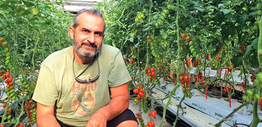IQcrops's tweet photo. Sumner tomato crop visit , Kozani,Greece
@Grodan #Ckassic @MyUltraLife @E_Drimtzias @HydroponicsGr
#DKGworld https://t.co/P6c2N5juC3