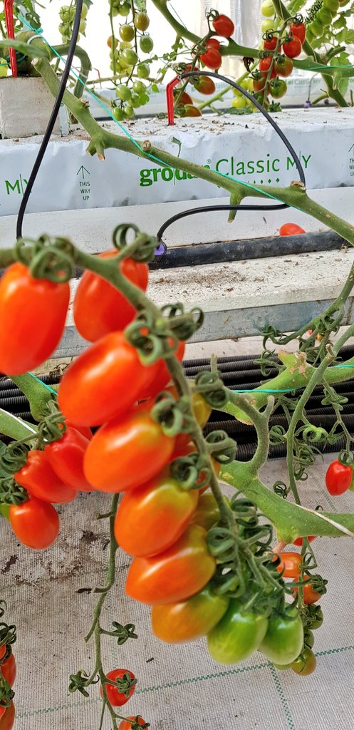 IQcrops's tweet photo. Sumner tomato crop visit , Kozani,Greece
@Grodan #Ckassic @MyUltraLife @E_Drimtzias @HydroponicsGr
#DKGworld https://t.co/P6c2N5juC3