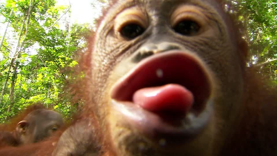 Framepool's tweet image. This Tuesday is brought to you by the #Framepool Animal Babies Highlights Collection. Enjoy! #AnimalLovers  
buff.ly/2LOVGnx