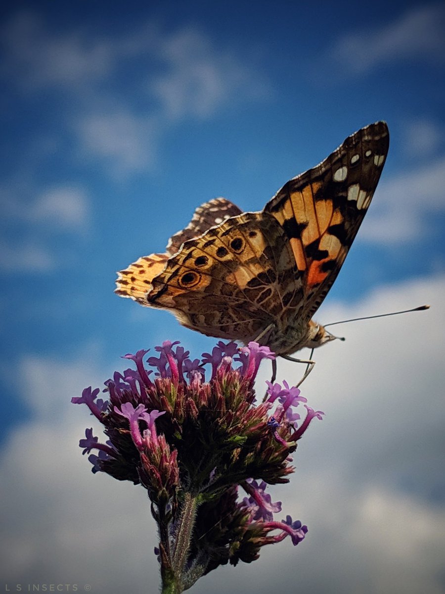 Beautiful Painted Lady Butterfly Vanessa cardui, spent a huge amount of time on the Verbena Bonariensis in the garden, not that I'm complaining!  #PhotoOpportunity #Butterflies #Yorkshire 🌸🦋🌸