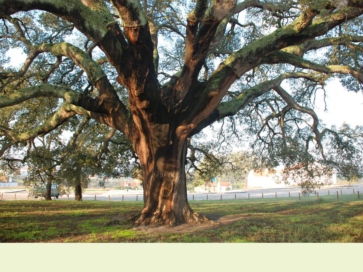 thecorkhouse's tweet photo. Did you know the largest and oldest #corktree in the world is the #WhistlerTree in Águas de Moura, Portugal? 🤔 
The cork oak was planted in 1783, stands over 14 meters tall and the diameter of its trunk is 4.15 meters. Since 1820, it has been harvested over twenty times. 🤓 https://t.co/g2Z8OVdNf3