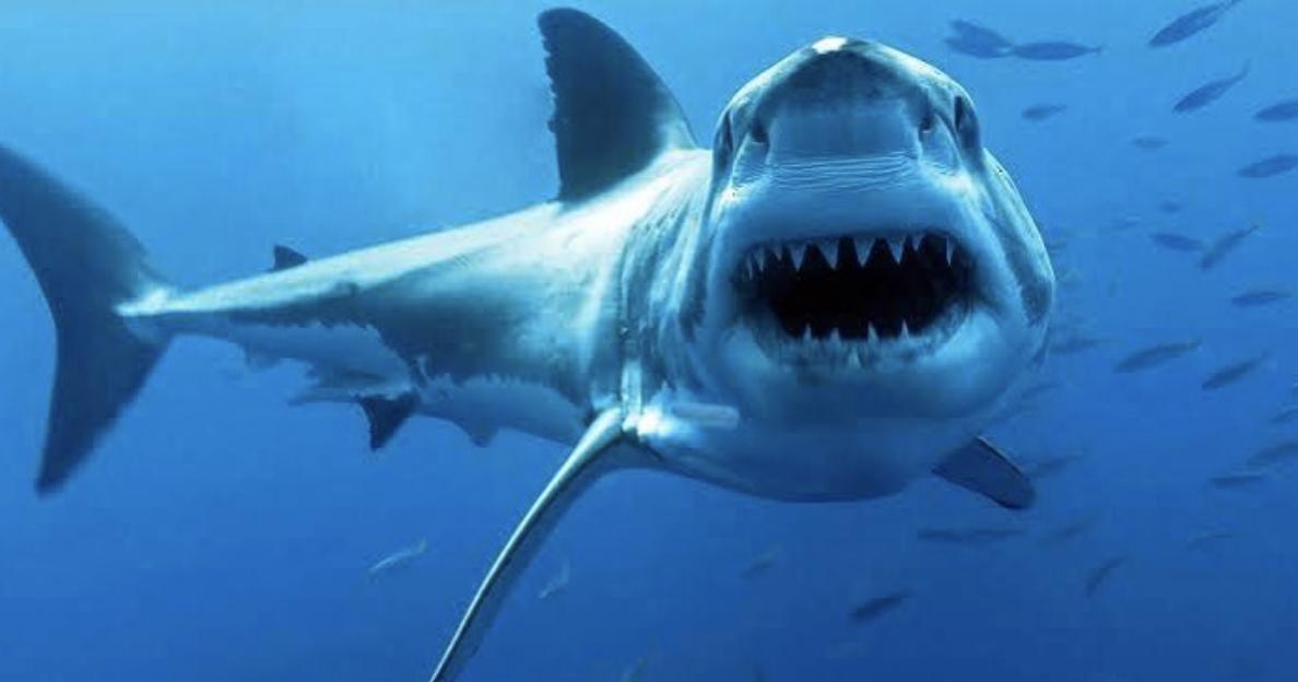 NakaweProject's tweet photo. Thanks for giving sharks a chance, despite your hesitations, to prove that we can in fact coexist. #SharkExpress #sharkdiving #pelagic #CageDiving #GreatWhites #GuadalupeIsland #PilotFish #Coexistence #freediving #Mexico #sandiego #TopPredator #GreatWhiteDiving #GreatWhiteShark https://t.co/aC3eowOMVa