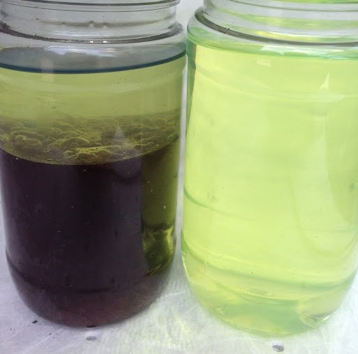 MyFuelGuard's tweet photo. The difference couldn't be clearer.... Without a Fuel Quality Plan in place, the bacterial growth in the fuel sample on the left could be in your tank.

Contact FuelGuard today at 904-349-2347 for a free Fuel Quality Evaluation.

https://t.co/aC1uAK8sax https://t.co/J3GOCGolWv
