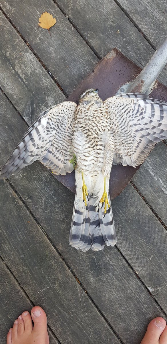 MagnusDittmers's tweet photo. @jaktjohan Den här kommer i norra Ingarönytt. https://t.co/D8bCb18NQO