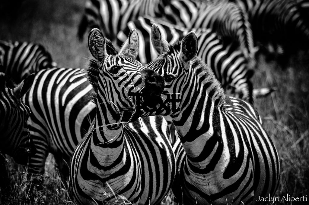 mammalzpbc's tweet image. Jaclyn Aliperti @jraliperti is a #wildlife #ecologist, #sciencecommunicator, and #filmmaker who is finishing her PhD in Ecology at #UCDavis. She has studied mammal behavior across the globe. Follow her on #Mammalz when we launch this Fall to see what she discovers #wearemammalz
