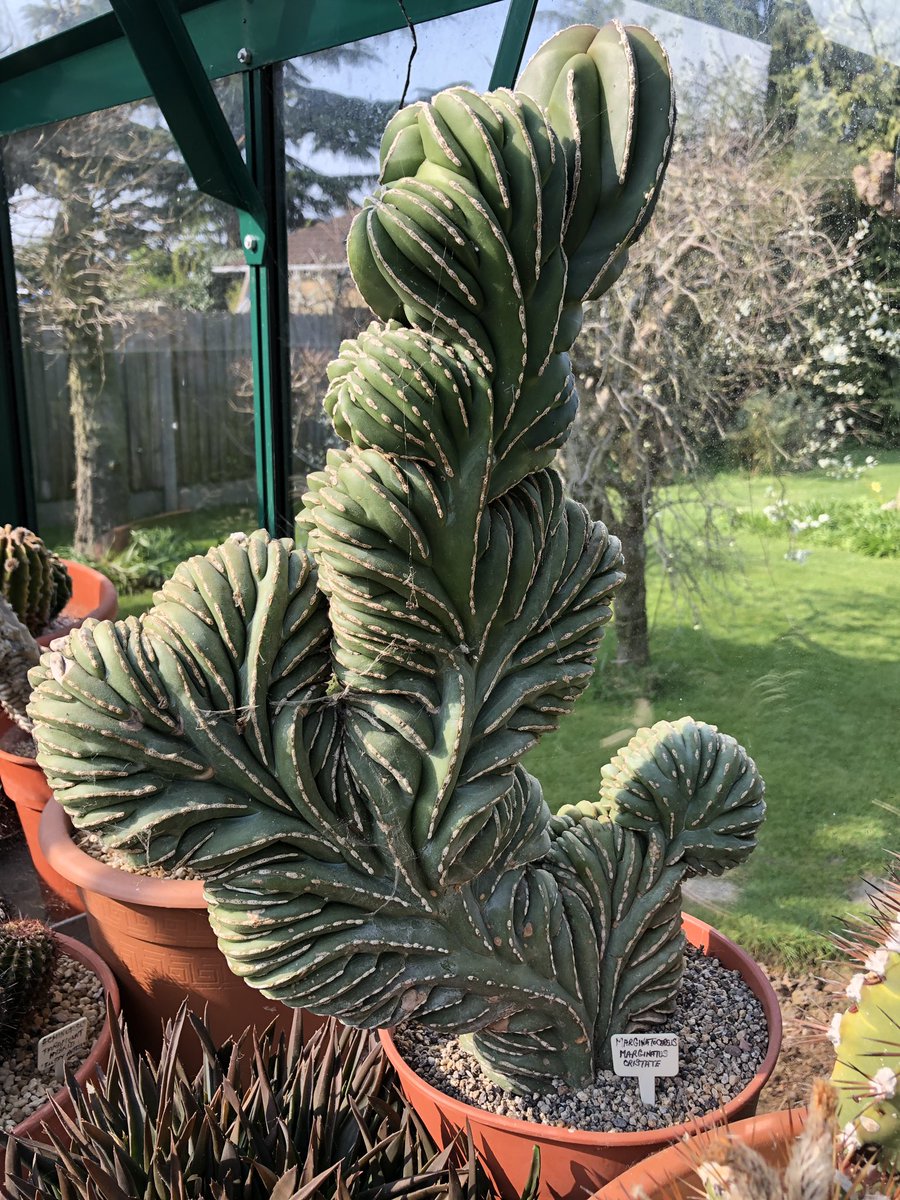 southendcacti's tweet photo. This months meeting is an informal garden party.  Our vice chairman is hosting, see his cacti, talk to us, have a cuppa. Great way to join the branch and we would love to welcome you. Sun 4th Aug 2-5pm DM us for more details. #cacti #joinus #chat #hobby https://t.co/vypmPhc8yy