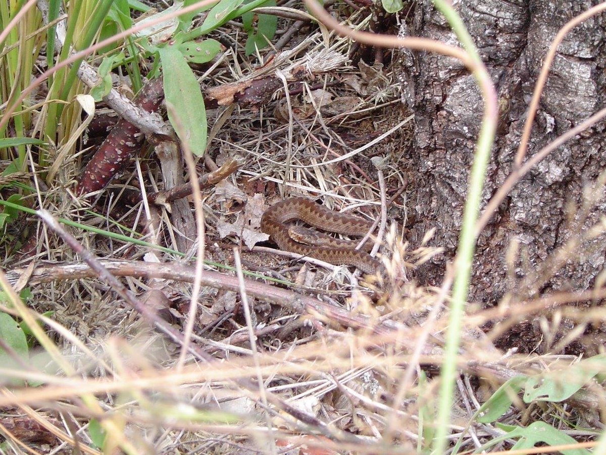 brianpvt's tweet photo. @TBHPartnership @ARC_Bytes Baby adder, smaller and thinner than a pencil at Wildmoor Heath. https://t.co/15qLlwModd