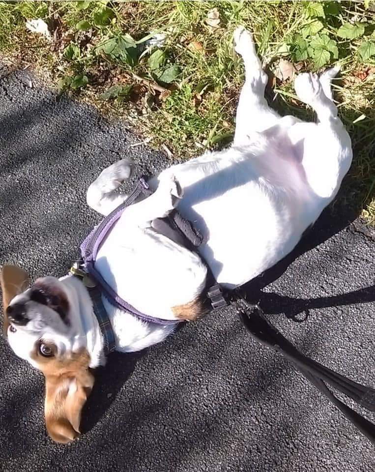 Save Our Scouse Cats tweet media